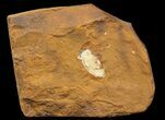 Fossil Seed From North Dakota - Paleocene #65830-2